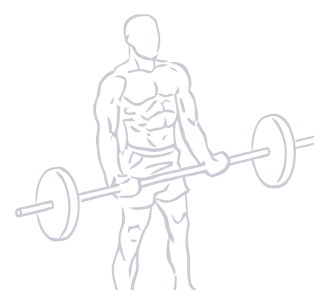 Barbell Bicep Curl, position 1 of 2