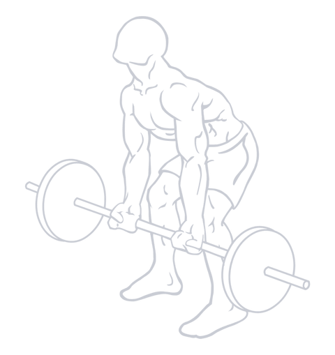 Underhand Barbell Row, position 1 of 2